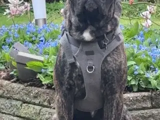 Cane Corso 3 år