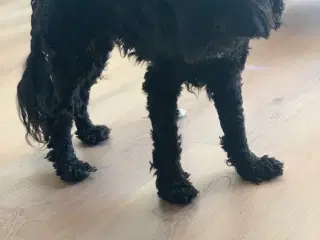 Cockapoo hvalpe 