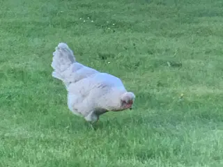 Skrukhøne med 6 kyllinger