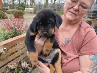 Rottweiler hvalpe 