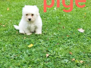 Coton de tulear