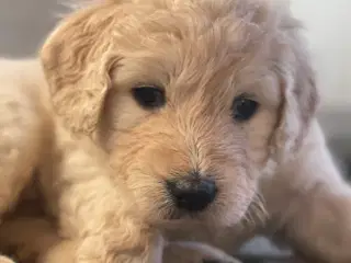 Goldendoodle - hvalpe