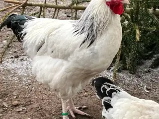 Lys Sussex unge haner, (stor) og Araucana bl. Hane