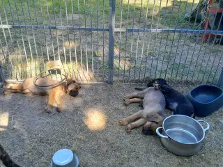 Cane Corso, Italiano hvalpe søger ny mor. Familie.