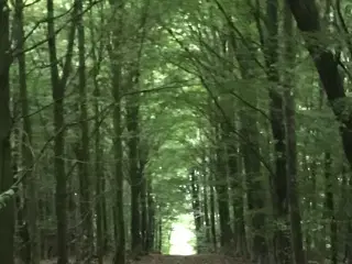 Samojede tæve søges