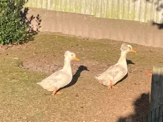 Kejserænder 