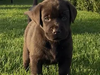 Brun labrador hvalp m stamtavle og sundeste gener