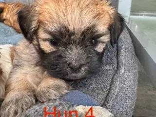 Lhasa apso/Bichon Havanais hvalpe