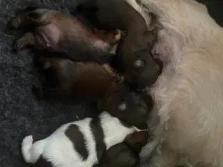 Shih tzu hvalpe 