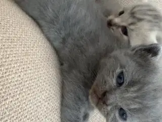 British shorthair/Scottish fold killinger til salg