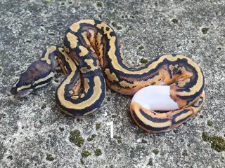 Pied kongepython opdateret dyr + pris