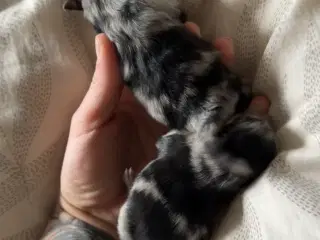 Merle pomeranian 