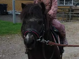 Sød og rolig børne pony 