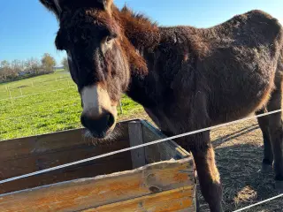 Stor æsel med stamtavle