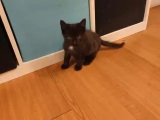 killinger med et Himalaya gen