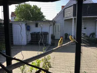 6 Kanarie + vuliere  sælges 