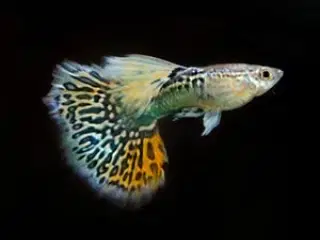 ren stammede guppier