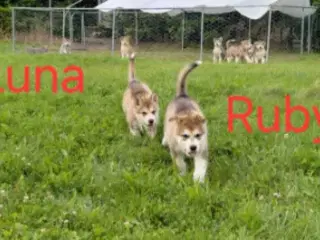 Alaskan malamute hvalpe 