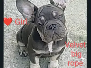 Fransk bulldog 