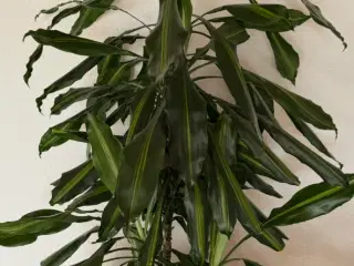 Plante