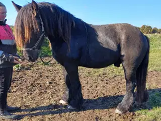 Jysk hest, 2 års hingst