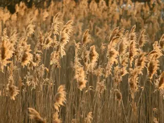 Kæmpe-prydgræs