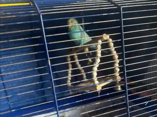 Har en lille undulat til salg 