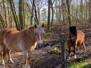 To heste sælges samlet 