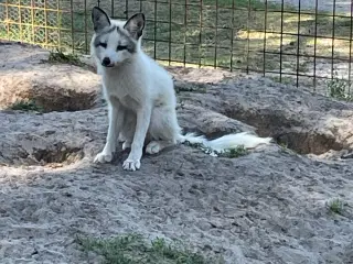 Ræve hvalpe (vulpes vulpes) 