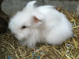 Olaf ( KASTRERET ) søger kærligt hjem