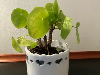 10 forskellige Stueplanter