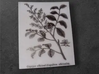 Unikt papirark med botanisk charme til kreative pr