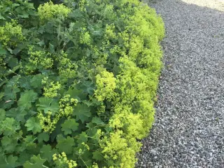 Løvefod
