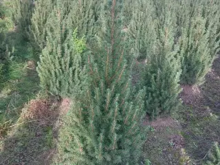 125 stk. Picea glauca 'Conica' 40-60 cm.