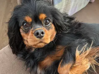 Cavalier King Charles 