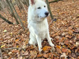 Alaskan malamute/tjekkoslovakisk ulvehund 