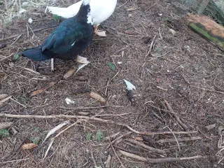 Moskus ænder og andrik