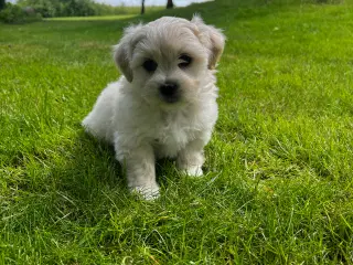 Coton de tulear / shih tzu 