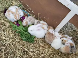 Søde små kanin unger