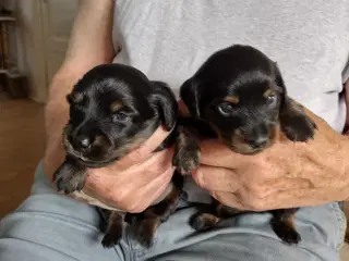 Langhåret gravhundehvalpe