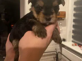 Yorkshire terrier hvalpe