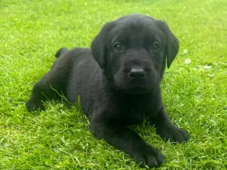 Labrador købes/omplacering fra 2 år 