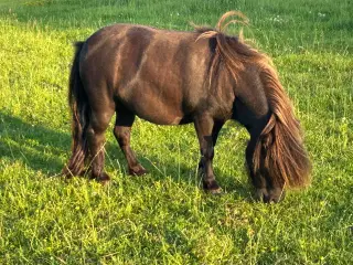 3 års mini shetlænder hoppe med rødt pas 
