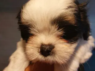 Shitzu/cotton de tulear  hvalpe
