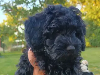 Super socialiserede goldendoodles 
