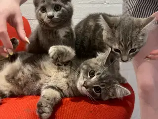 Whiskas killinger