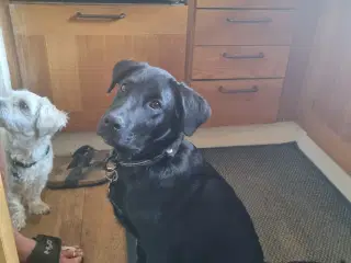 Hunde sælges  . Labrador  boider collie 