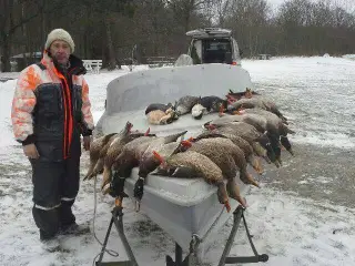 sortkruds Patroner 12/65 købes