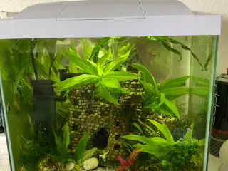 Akvarie