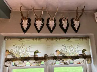 Opsatset råvildt m.m.